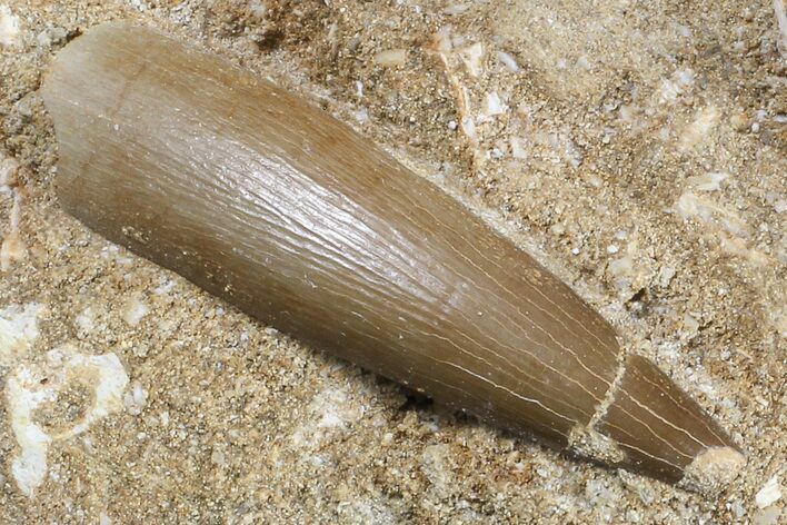 Fossil Plesiosaur (Zarafasaura) Tooth In Sandstone - Morocco #70307